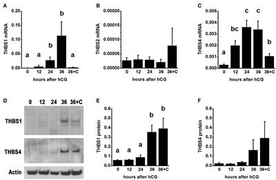 Thrombospondin 1 (THBS1) Promotes Follicular Angiogenesis, Luteinization, and Ovulation in Primates